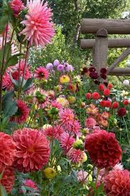 The Beauty Of Nature Schone Blumen Pflanzen Blumen Pflanzen