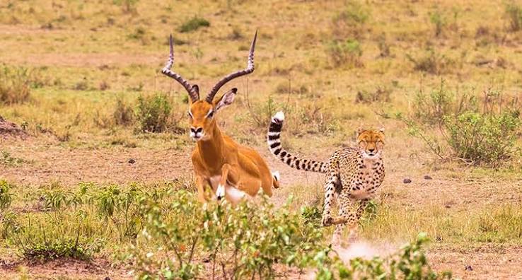 Tricky turns give prey a chance against lions and cheetahs