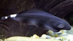 Ikan ini mampu hidup di lingkungan air yang minim oksigen seperti didalam toples kecil tanpa menggunakan. Begini Cara Budidaya Ikan Black Ghost Yang Baik Bagi Pemula Ilmubudidaya Com