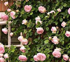Eden Climbing Rose Julie Forrest Cummings I Think This Would Look Amazing In Your Backyard Climbing Roses White Flower Farm Fragrant Flowers