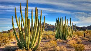 Recorded april 6, 2017 organ pipe cactus national monument is a unesco biosphere reserve located in extreme southern arizona which shares a border with the. Treasured Landscapes Hiking Organ Pipe And Saguaro National Park
