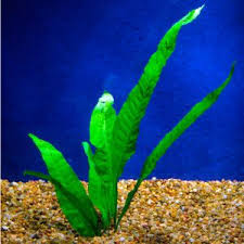 Java Fern Live Plants Petsmart Plants Live Plants Pet Spray