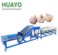 HGB-8 Garlic Bulb Sorting Machine - Best Garlic Machine