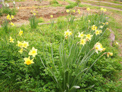 Daffodil Creationwiki The Encyclopedia Of Creation Science