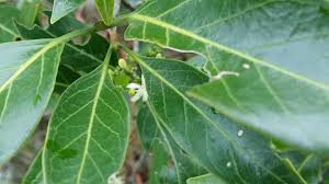 Image result for Coptosperma rhodesiacum