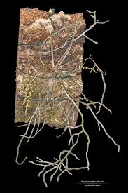 Image result for Microcoelia exilis