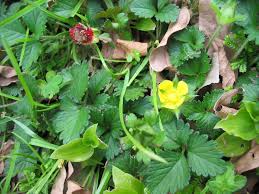 Image result for Duchesnea indica