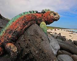 14 Unique Animals Of The Galapagos Islands Galapagos Travel Marine Iguana Galapagos