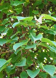 Image result for Actinidia
