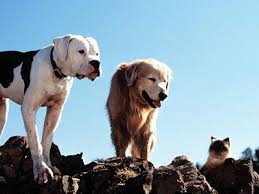 Disney Facts That Will Make You Feel Old Part Two Oh My Disney Dog Movies Childhood Movies Famous Dogs