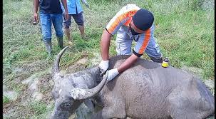 Dengan napas yang masih memburu, pringgo pun menjawab, tenang boss.tenang saja. Dinas Peternakan Aceh Bertindak Cepat Vaksin Ternak Di Aceh Singkil