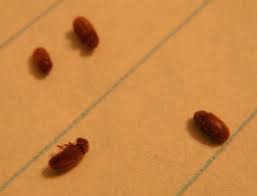 Green stink bugs are a vibrant green color, while the brown is a patterned bug of various shades. Bedroom Very Small Brown Bug Novocom Top