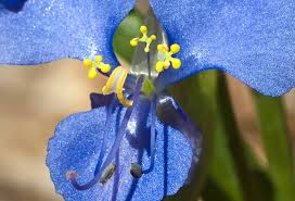 Image result for Commelina capitata