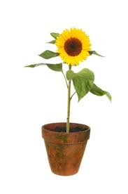 We did not find results for: Can You Grow Sunflowers In Containers Tips For Planting Sunflowers In A Pot