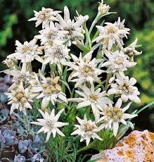 Bunga edelweis biasanya terdapat di area pegunungan. Jual Sale 25 Biji Bunga Abadi Edelweis Leontopodium Alpinum Edelweiss Impor Uk Di Lapak Masagus Store Bukalapak