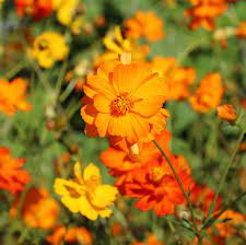 Diablo Cosmos Flower Seed Savers Exchange