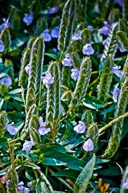 Image result for Rungia