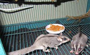 Sugar Glider Cages Cage Size Style And Accessories Find sugar glider in canada | visit kijiji classifieds to buy, sell, or trade almost anything! sugar glider cages cage size style