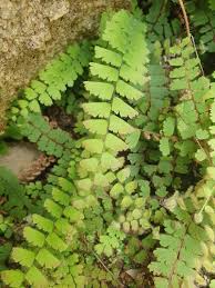 Image result for Chamaecrista fenarolii