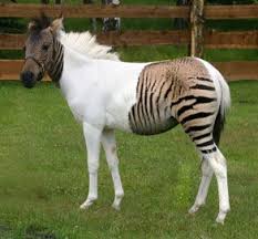 Hybrid Animals Weird Animals Animal Danger Zorse Albino Animals Rare Animals