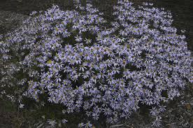 Image result for Buchnera libenii