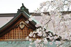 All 5 switches in the comparison. Cherry Blossom Report 2011 Yoshino Report