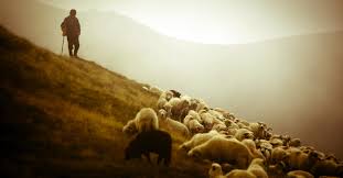 Fondos de pantalla : cielo, póster, oveja, pastor, ganado, manada ...