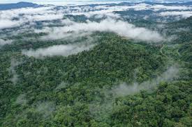 In the amazon jungle it can be used as a makeshift towel, to cover your shoulders at the lodge there are thousands of photo opportunities in guyana, as well as anywhere in the amazon jungle. Dinosaur Killing Asteroid Strike Gave Rise To Amazon Rainforest Bbc News