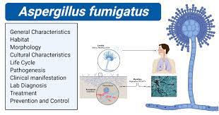 Aspergillus fumigatus is a species of fungus in the genus aspergillus, and is one of the most common aspergillus species to cause disease in individuals with an immunodeficiency. Aspergillus Fumigatus An Overview Mycology Microbe Notes