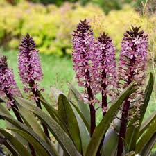 Image result for Eucomis