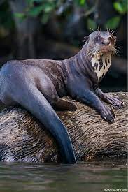 Did You Know That Giant Otters Can Grow To Be Almost Six Feet Long That Makes Them The Biggest Living Otters Animals Mammals Animals Wild