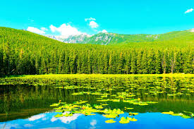 Image result for Ursinia montana