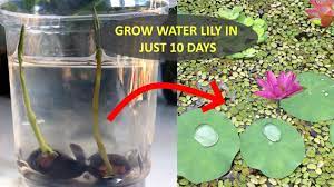 The pot should have holes in the bottom and the sides to allow water to move through the pot. How To Grow Water Lily From Seed Grow Lotus Plant At Home 10 Days Update Youtube