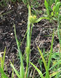 Image result for Carex mildbraediana