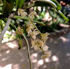 Image result for Rhipidoglossum burttii