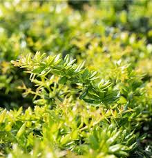 Image result for Berberis verruculosa