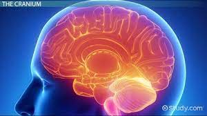 What Are The 8 Cranial Bones Parts Location Function Of Cranial Bones Video Lesson Transcript Study Com