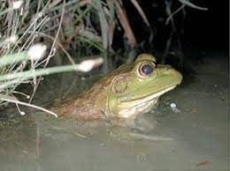 How Do Frogs Breathe Dailysentinel Com