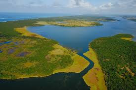 Image result for Trianthema mozambiquense
