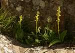 Image result for Satyrium flavum