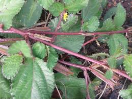 Image result for Corchorus aestuans