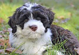 Portuguese Water Dog Puppies For Sale In Leighton, IA