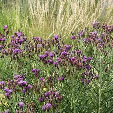 Image result for Vernonia muelleri