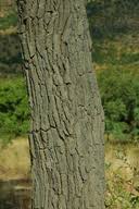 Image result for Faurea saligna