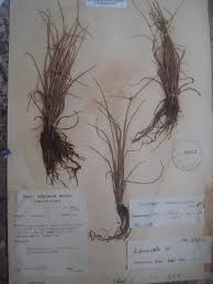 Image result for Lipocarpha