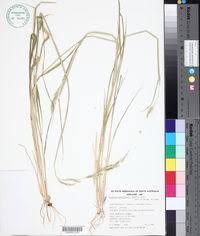 Image result for Eriochloa fatmensis