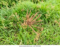 Image result for Chloris gayana