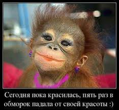 скачать песню потому что нельзя быть на свете красивой такой Prikolnye Foto Obezyan Lustig Humor Lustige Bilder Lustig