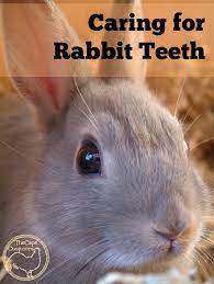 Caring For Rabbit Teeth Rabbit Care Rabbit Breeds Meat Rabbits Breeds