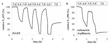 De esa manera, el molinos, el holding. A Novel Fluorescent Ph Probe For Expression In Plants Plant Methods Full Text